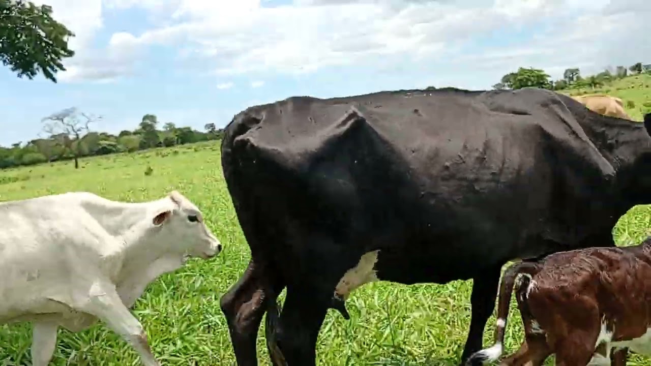  Lida no AGRO Por Que o Choro Só Dura Uma Noite? O Que Salmos 30:5 Realmente Ensina