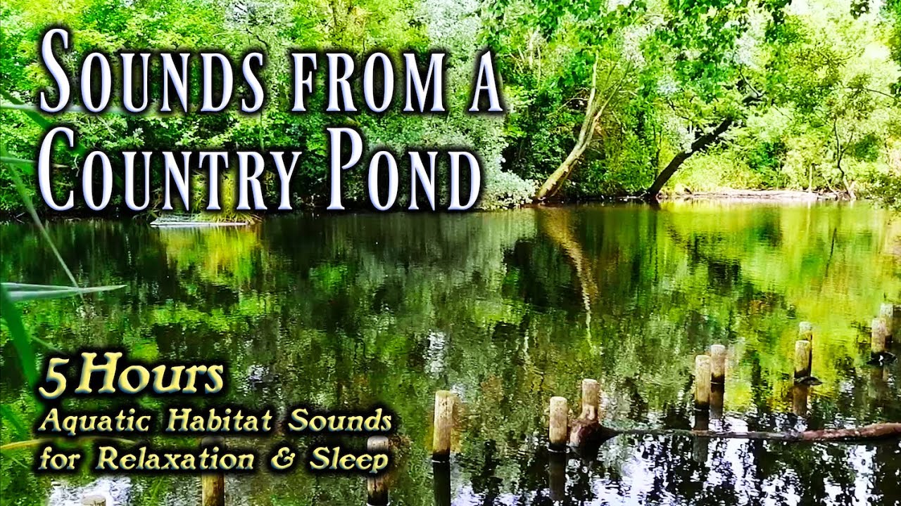 Nature Sounds from a Country Pond | Woodland Water Bird Calls & Ambience for Calm Relaxation | 5hr
