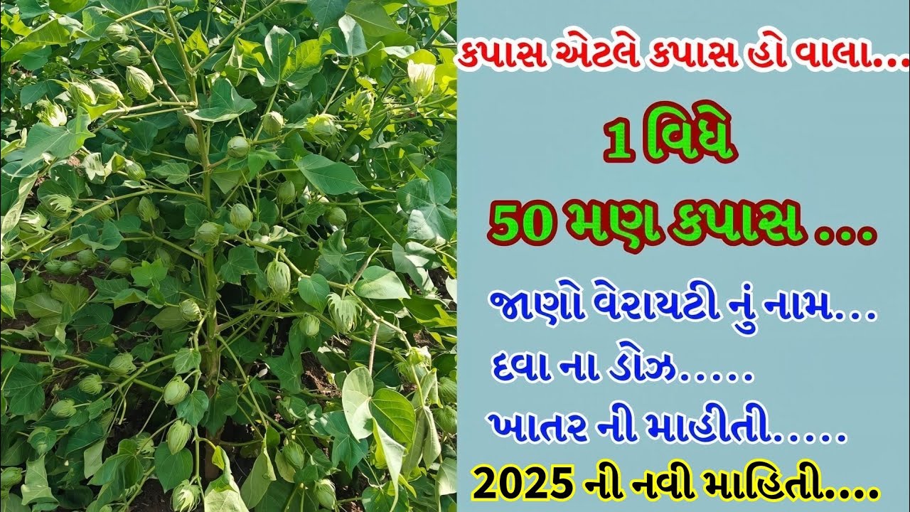 કપાસ માં વિધે 50 મણ ઉત્પાદન.....બેસ્ટ વેરાયટી....દવા ના ડોઝ....ખાતર કયું નાખવું...#કપાસનાભાવ #કપાસ 