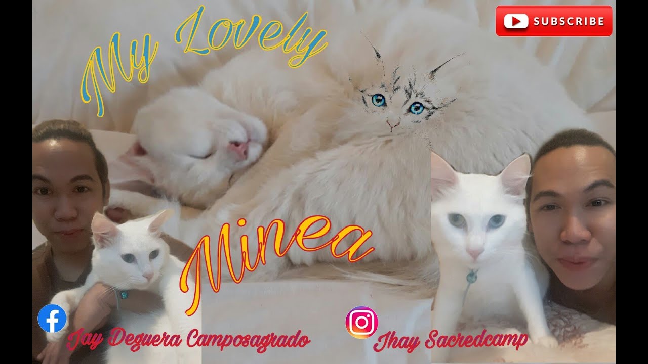 Super Cat | Lovely Minea