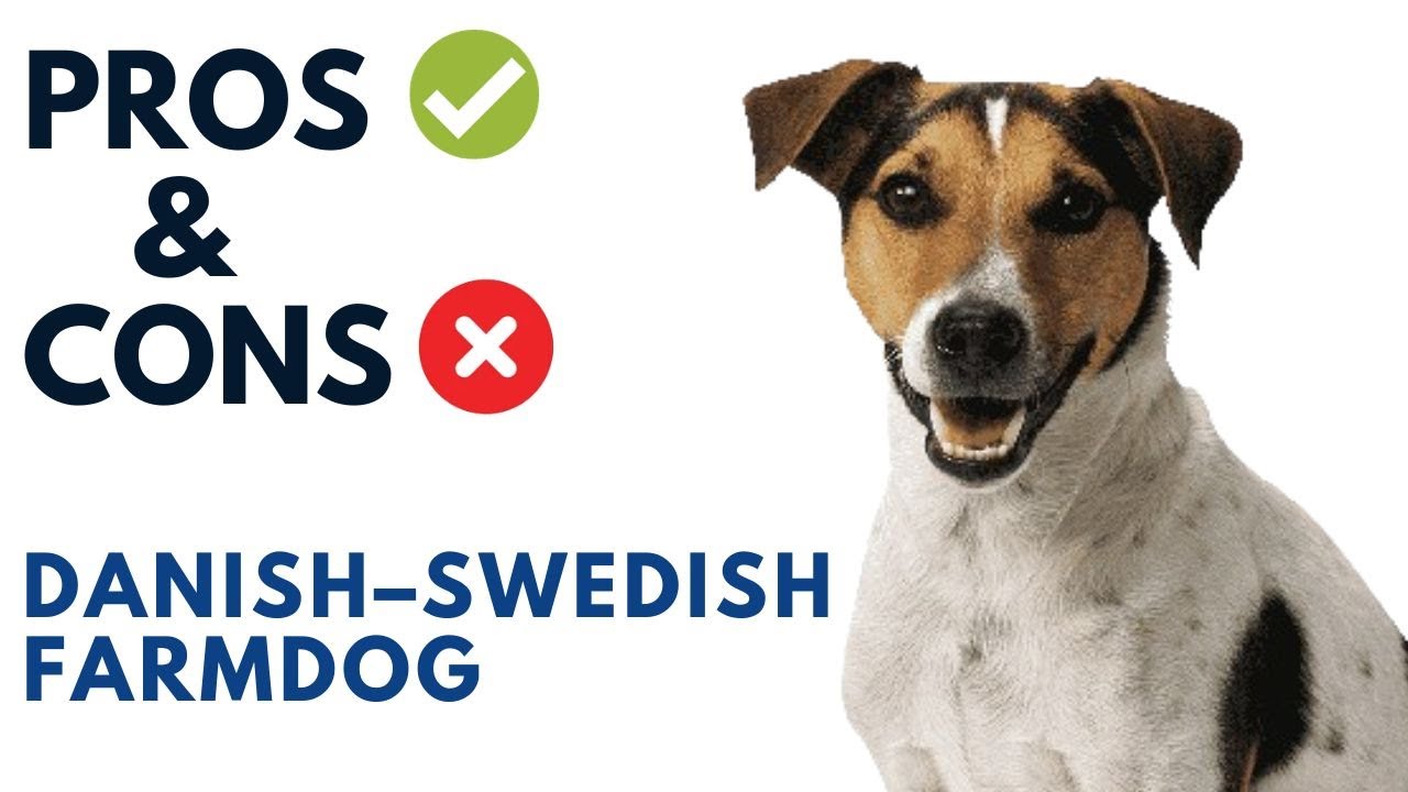 Danish–Swedish Farmdog Pros and Cons | Dansk-svensk gårdshund Advantages and Disadvantages