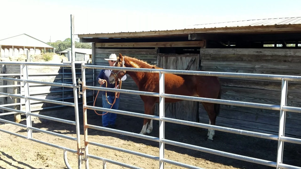 Ronnie Ford Teaching how to give-in to a lead rope
