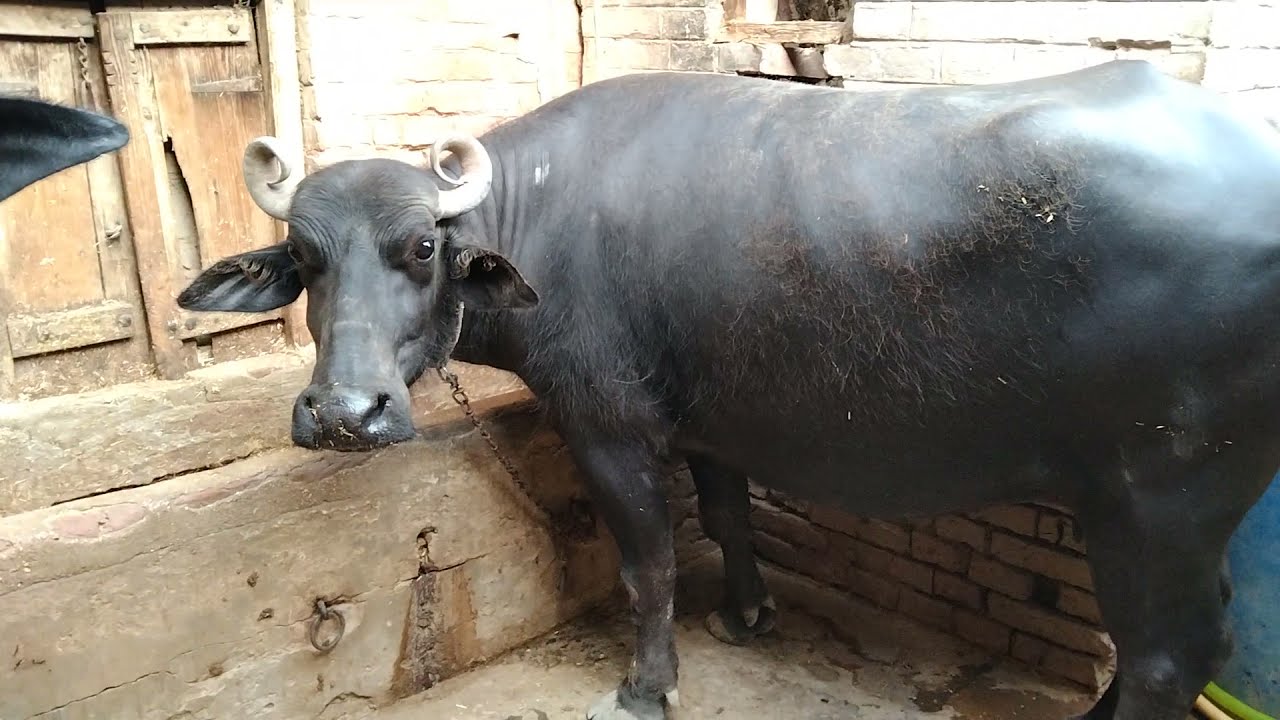 Buffalo fever treatment by veterinary docor