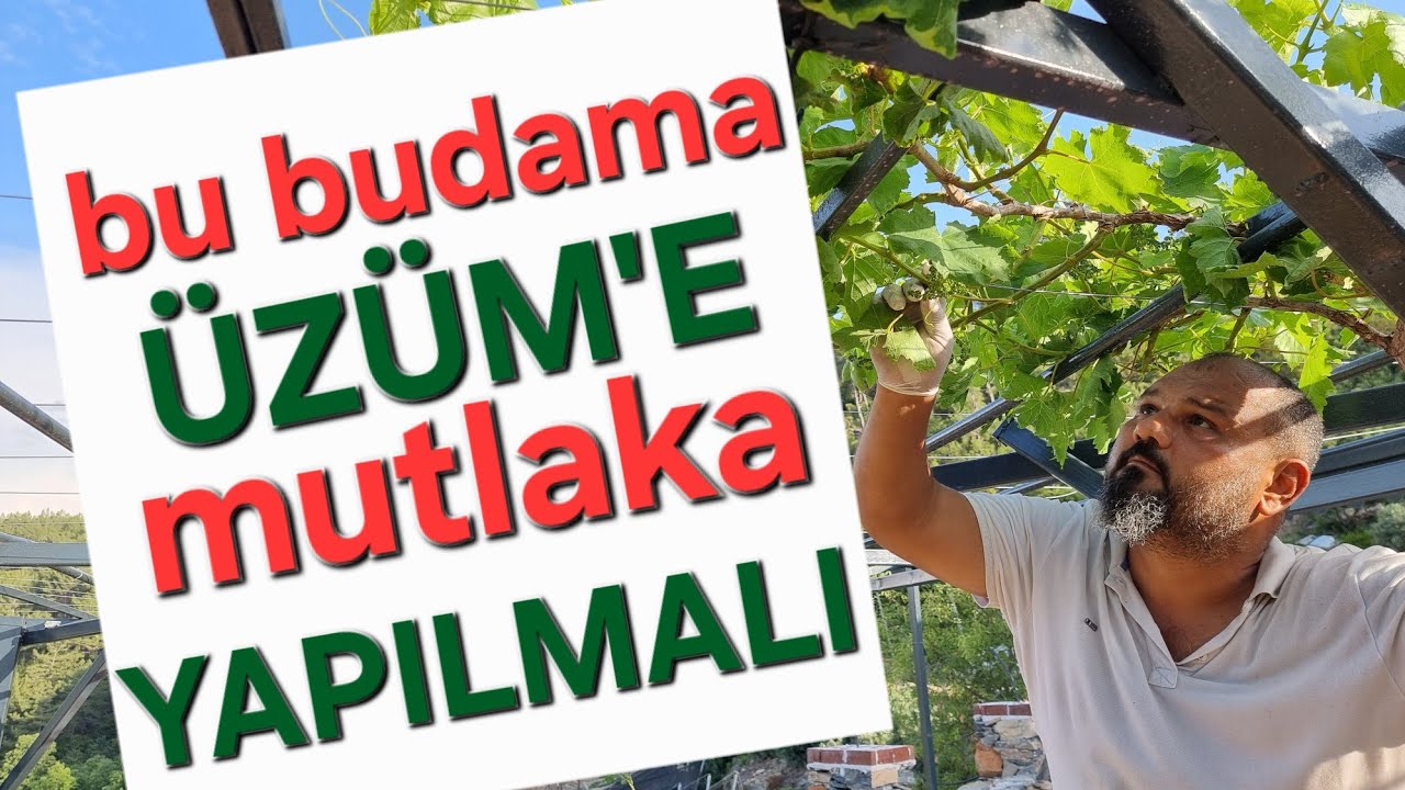 &Uuml;z&uuml;m yeşil budama. Asma yaz budaması. #&uuml;z&uuml;mbudama #asmabudama #bağ #tropikaltopraktv #&uuml;z&uuml;m