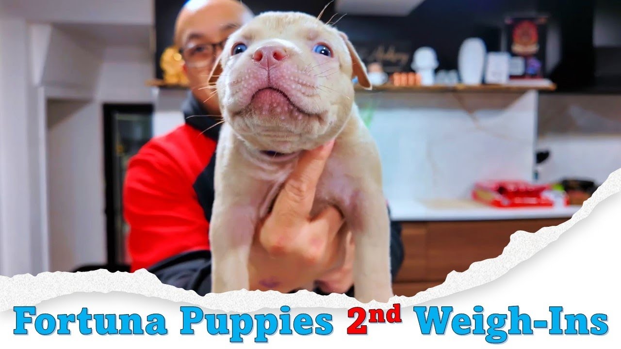 Fortuna X Sheik | These Puppies Will Be INSANE - 2nd Weigh-In Update
