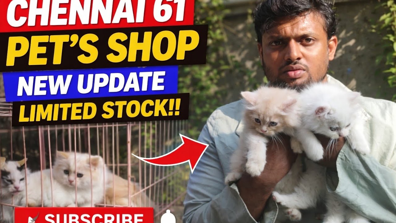 Chennai 61 Pet Shop: MASSIVE Kitten Update! 🐾 Rare Varieties & New Stock!