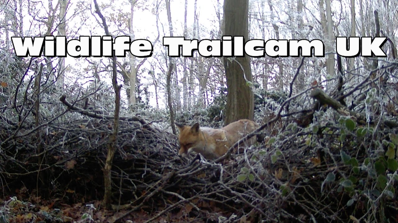 Huge red deer stag visits the pond! Trail camera Thursday
