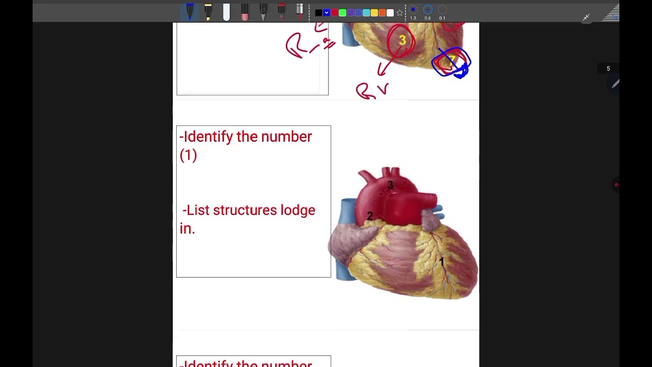 Anatomy Cardiopulmonary revision