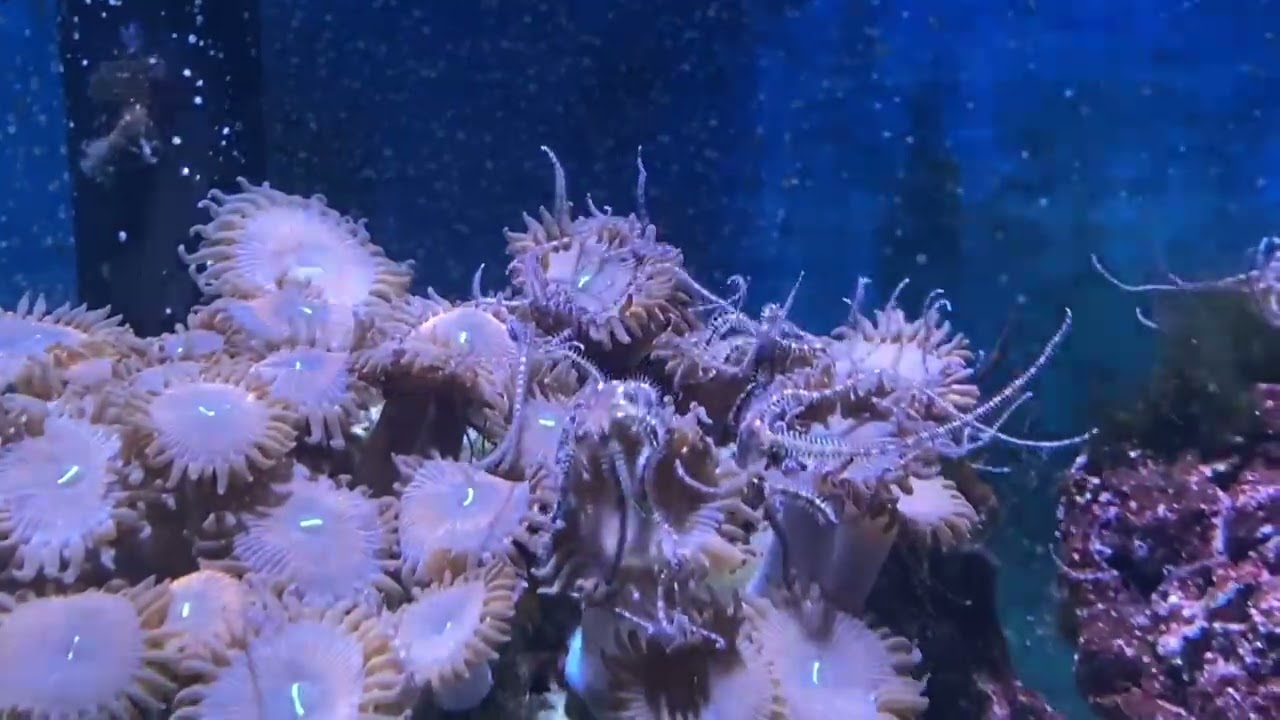 Micro Brittle Stars Spawning Feb 2025
