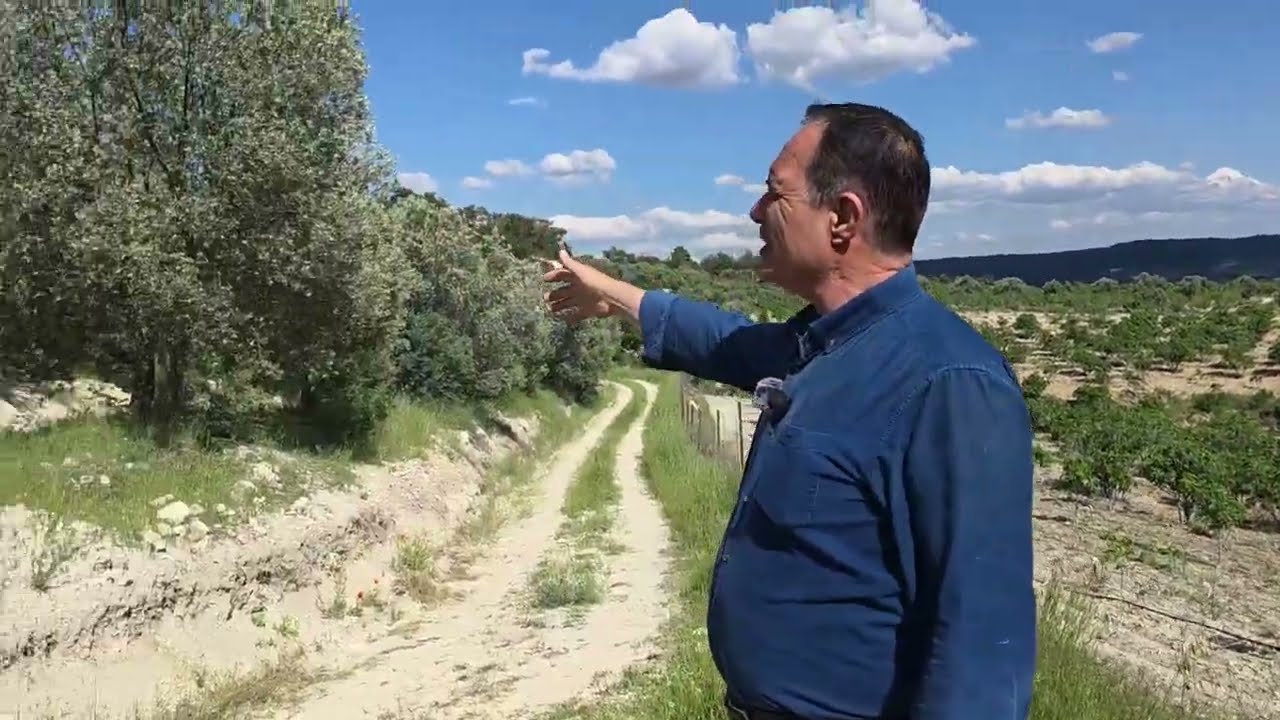 AYDIN'DA SATILIK ZEYTİNLİK 20 DÖNÜM ZEYTİN BAHÇESİ 850 ADET ZEYTİN AĞACI VAR GETİRİSİ ZENGİN EDER !