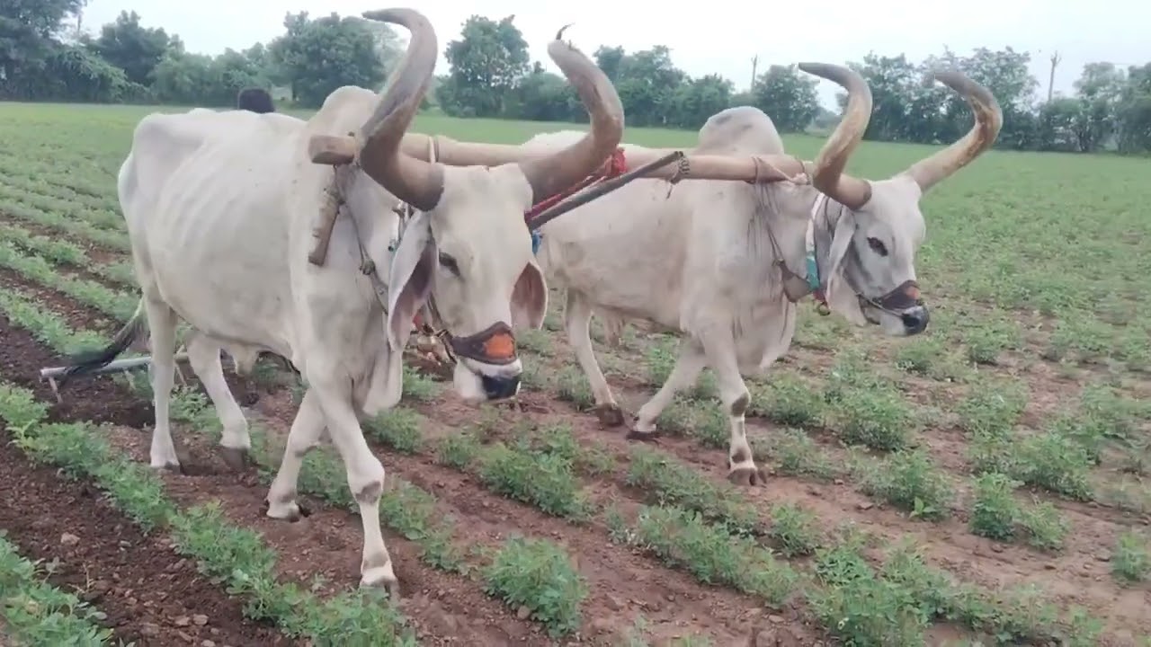 રંગીલો ખેતીવાડી મગફળી 