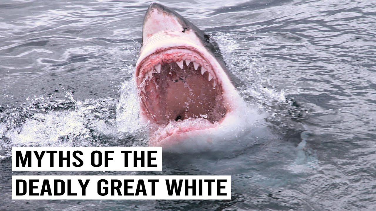 Are The Great White Shark As Deadly As We Think? | Myths of the Great White | Wild Waters