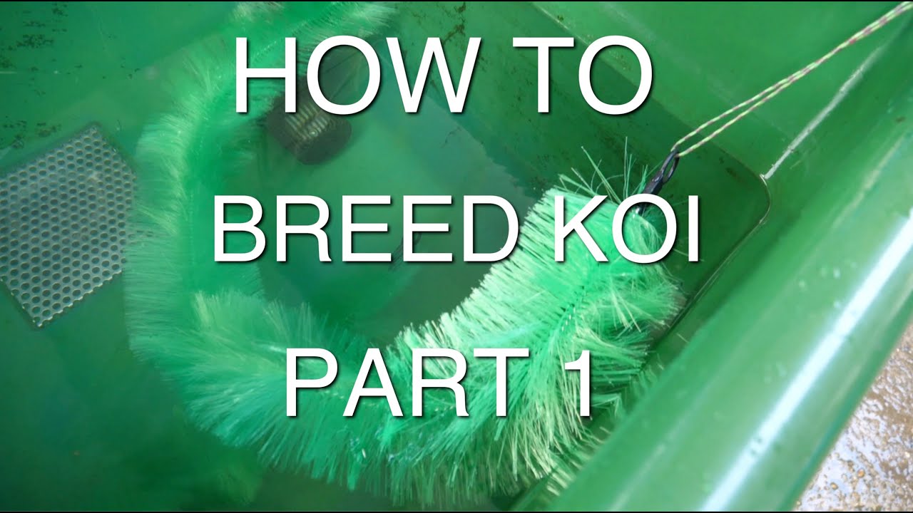 HOW TO BREED KOI PART 1