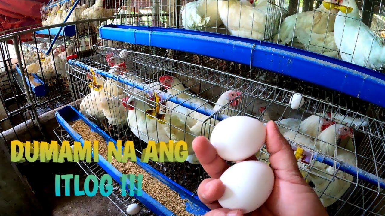 UPDATE SA LAYER CHICKEN | TERZAGHI TV