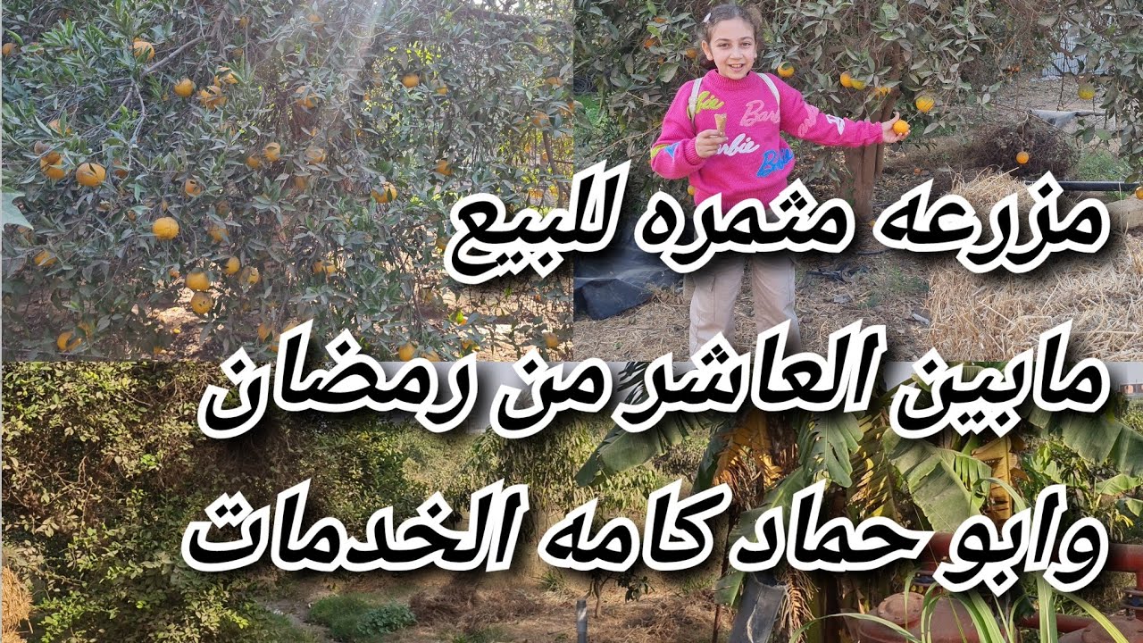 مزارع للبيع_مزرعه للبيع فيها إنتاج حيواني وري نيلي ٧فدان مانجو وبرتقال و٩فدان محاصيل وفيلا للسكن