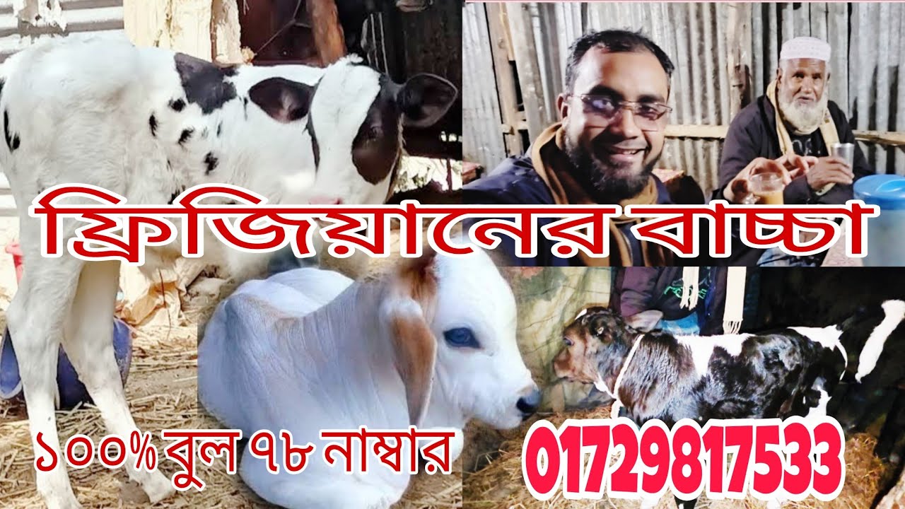 খামারির পুরা ফ্যামিলি খুশিতে আত্মহারা#foryou #cow #youtubeshorts #youtubevideos #viral #viralvideos 
