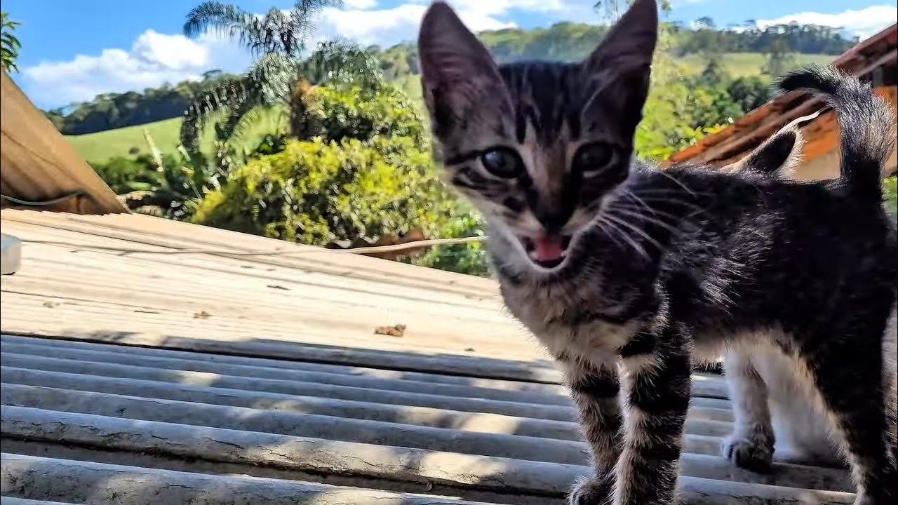 LUGAR MARAVILHOSO E SIMPLES AQUI NA ROÇA 