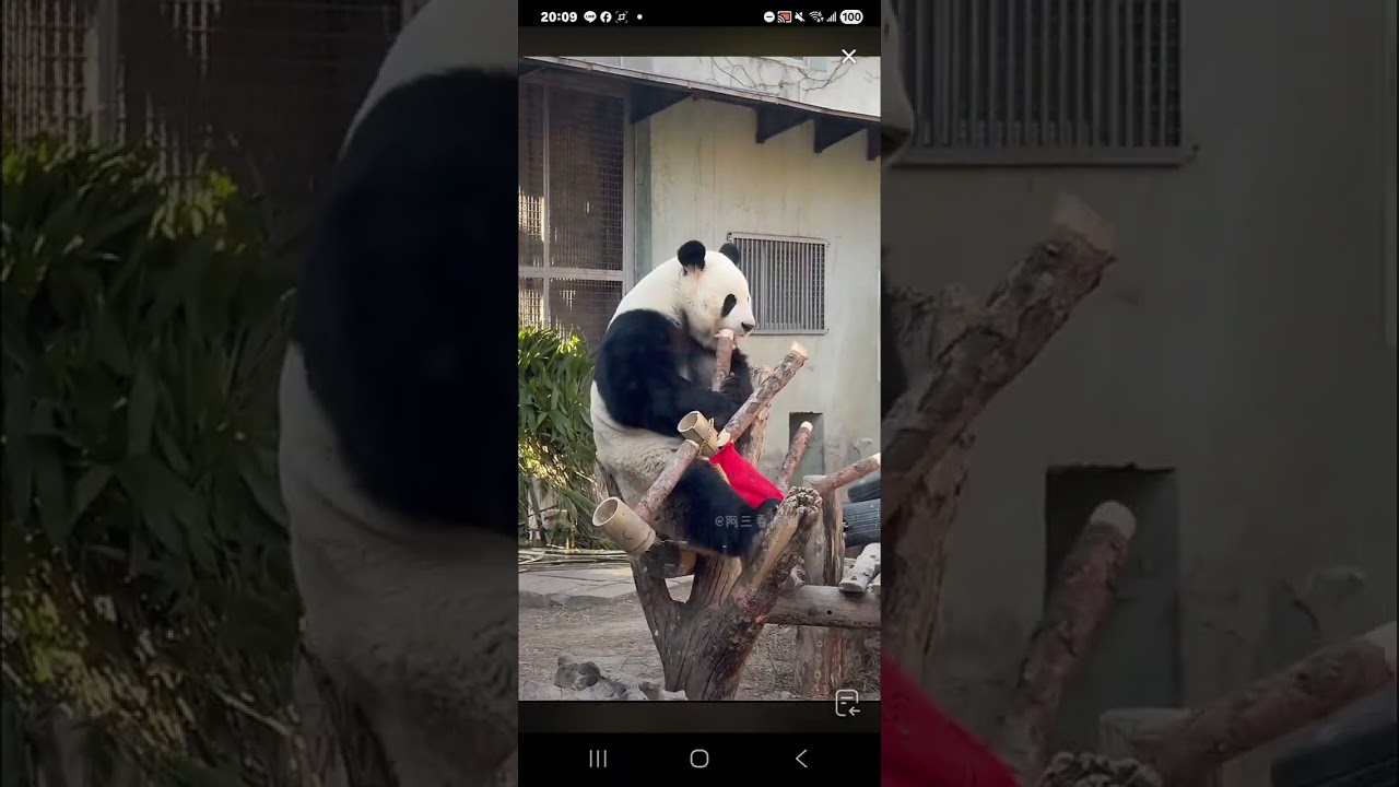 阿三看熊貓錄頻分享🐼 2月17號 小萌蘭大年初一日常活動時間 9點多活動