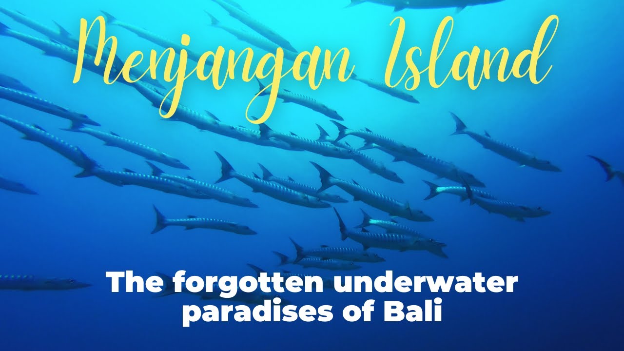 [4K] DIVING IN MENJANGAN ISLAND! Schools of Barracuda Encounter (Garden Eel & POS 2 Dive Site).