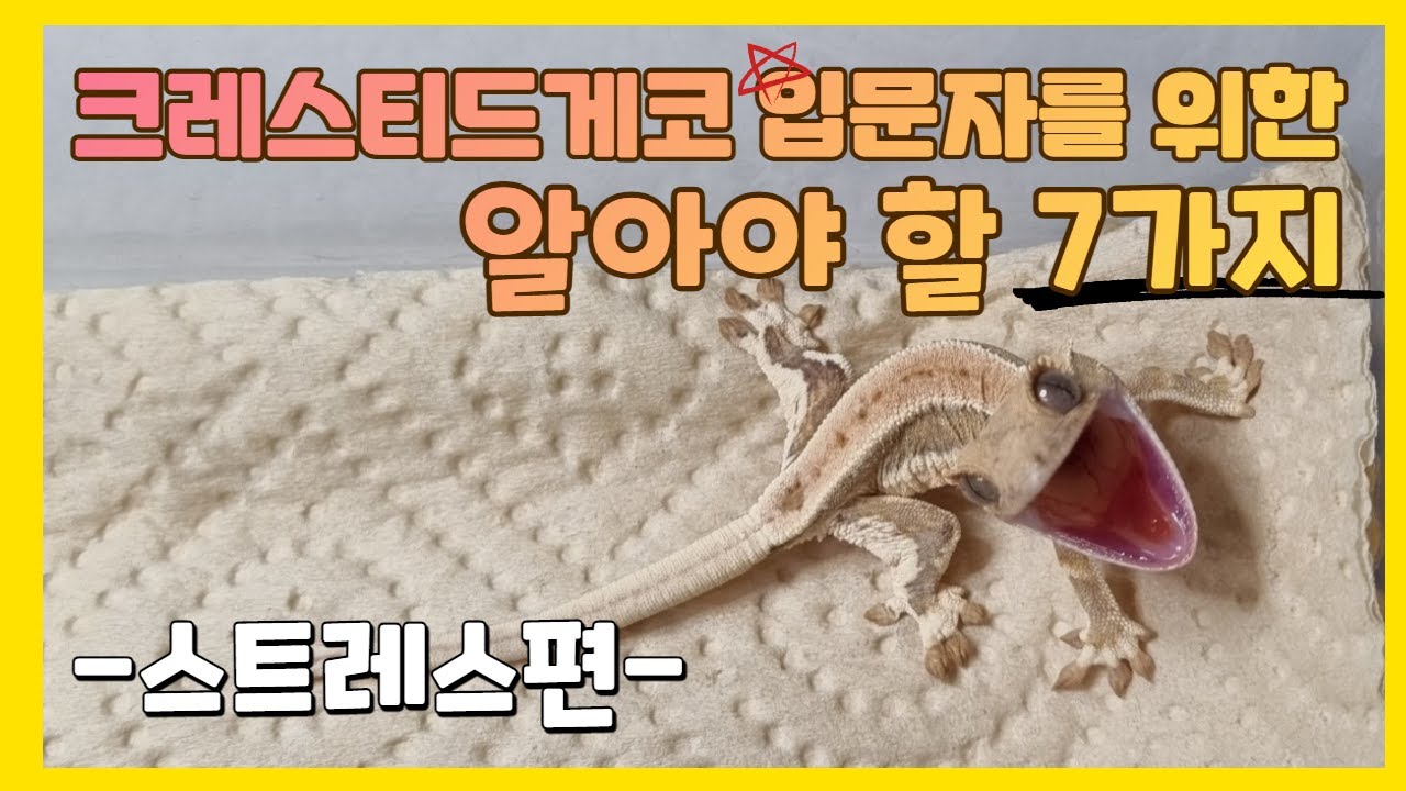 대구 크레산도 | 모르면 큰일납니다! 크레스티드게코 입문자 분들을 위한 사육 방법 (스트레스편)