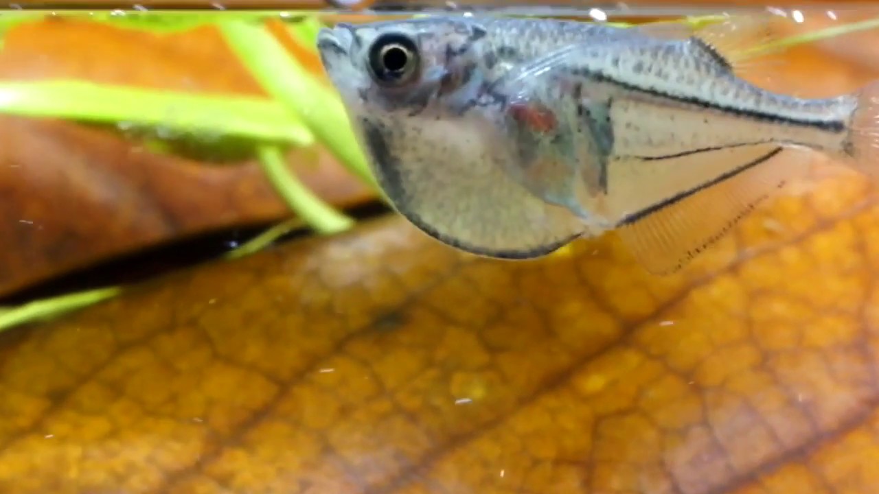 Thoracocharax (Pez hacha)