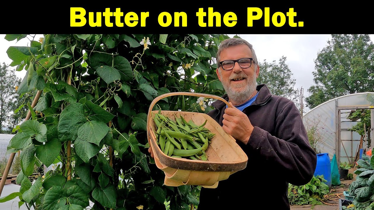 Butter Beans | Harvest | Butternut Squash | Pruning | Green Side Up