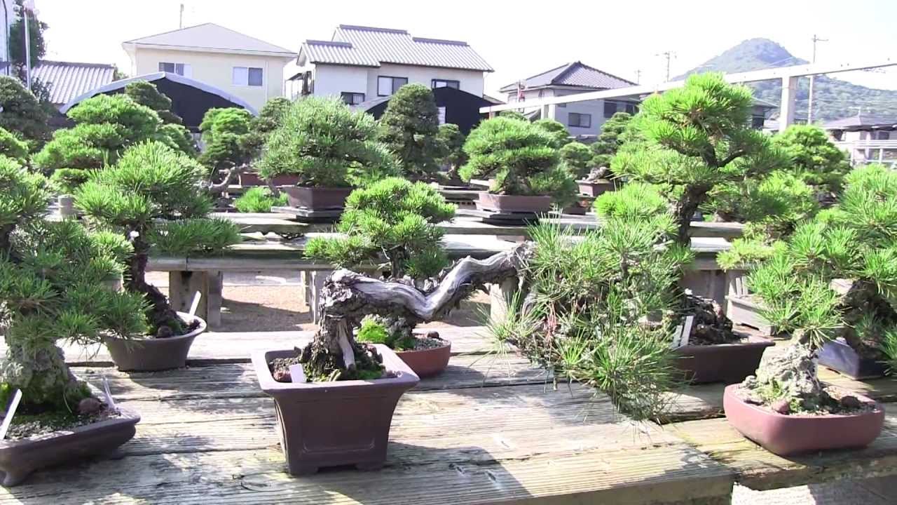 (HD166) visite la pépinière chinshoen à Kinashi - shikoku tokyo 2013 - J3