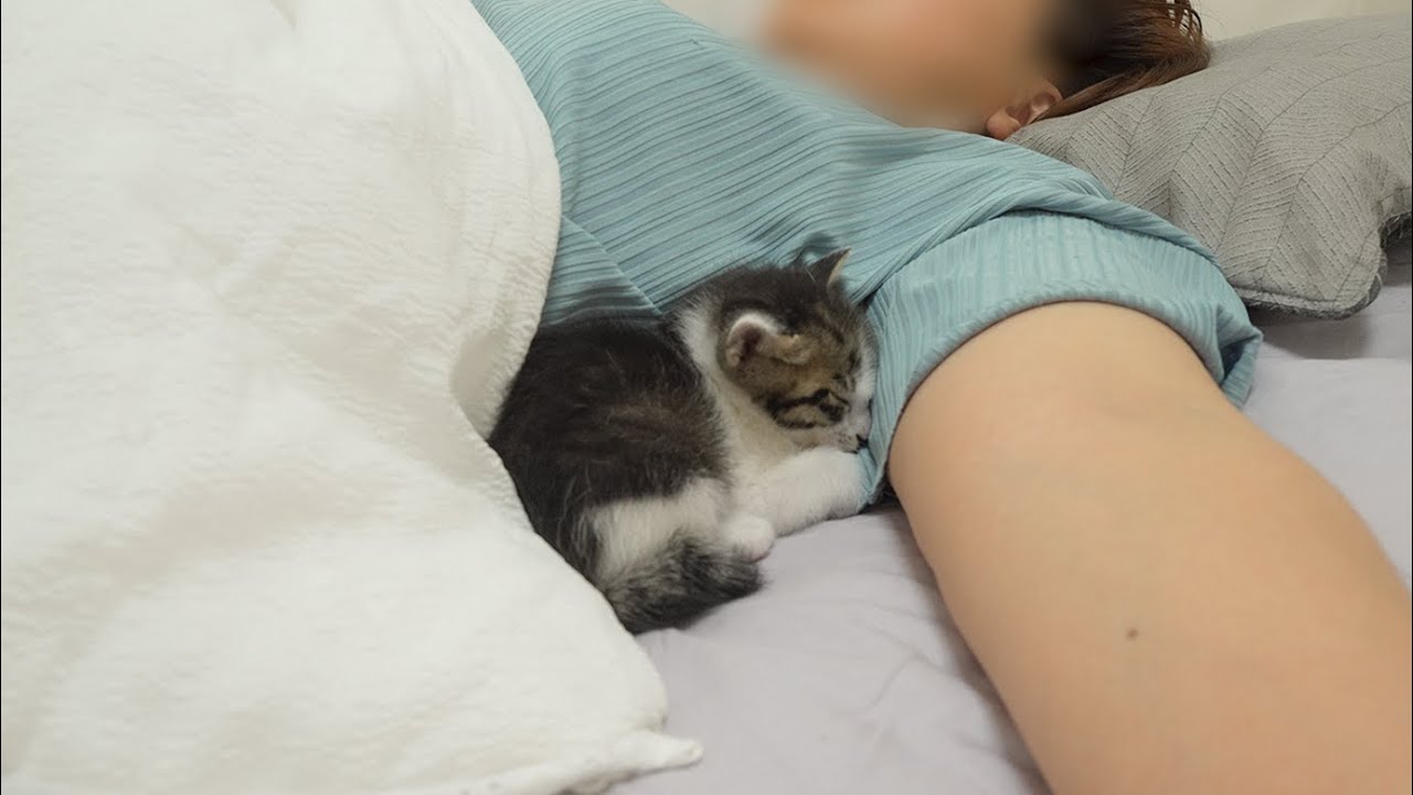 What Do Kittens Do When They Like Their Owner?