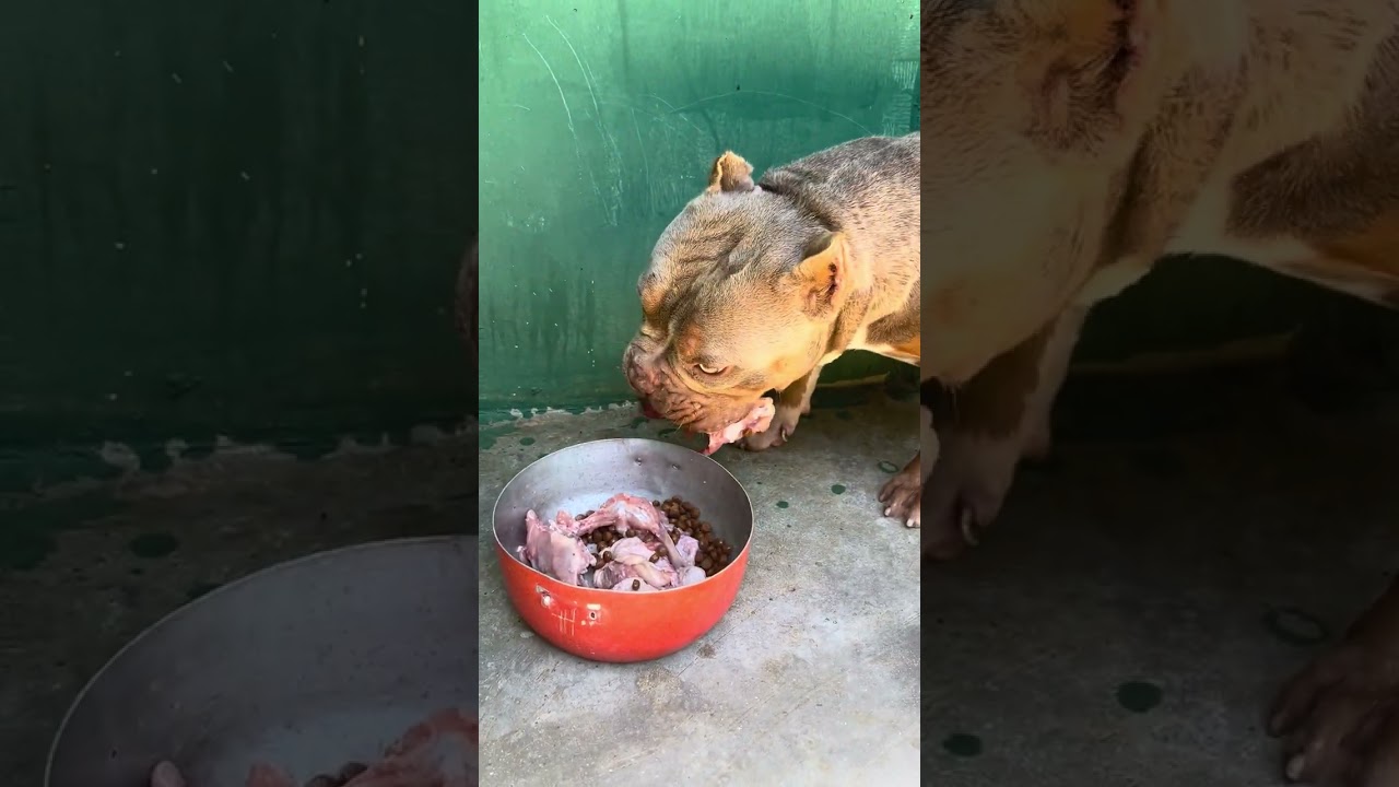 American bully micro devorando animal !!!! Alimentação mista 