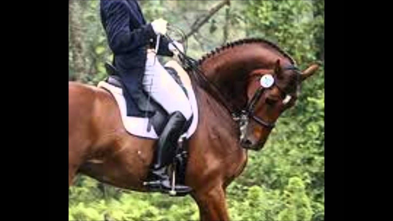 Rollkur. Mooie Dressuur, of paardenmishandeling?