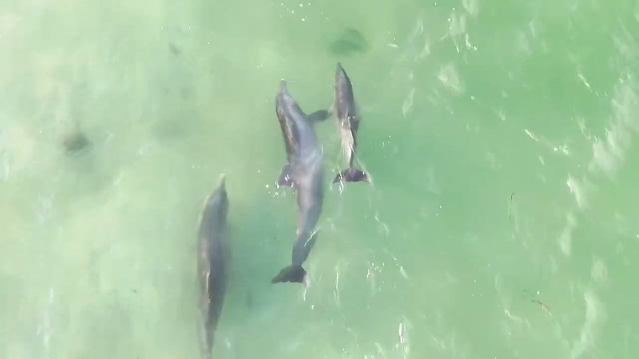 Dolphins Dunedin Causeway September 7th 