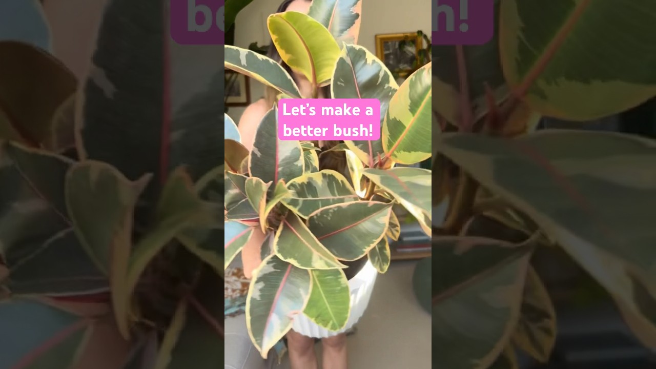 How to fill in a leggy plant #ficuselastica #rubberplant #planthacks #ficus