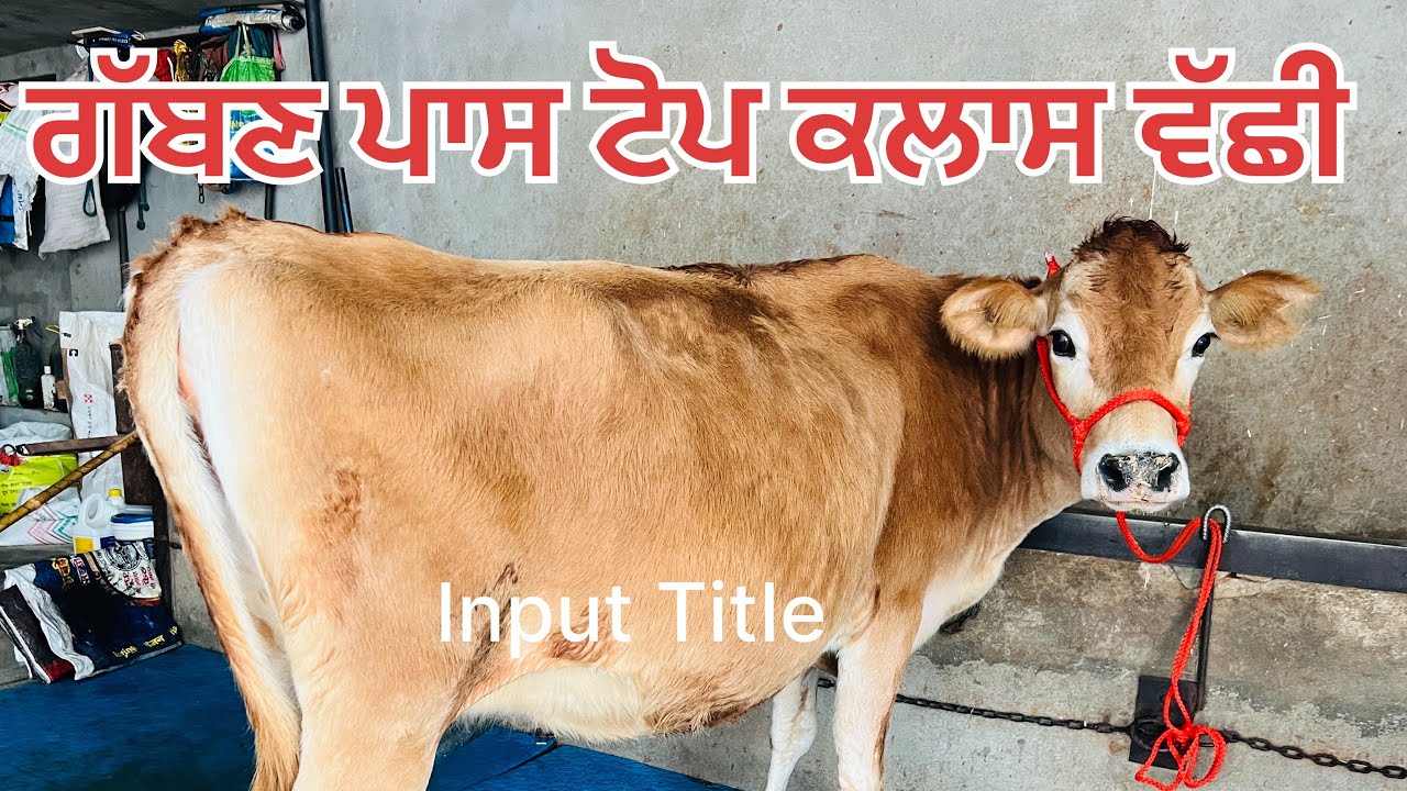 4 ਮਹੀਨਾ ਦੀ ਗੱਬਣ ਪਾਸ ਟੌਪ ਕਲਾਸ 4 ਦੰਦ ਵੱਛੀ- Top class 4 teeth for sale 