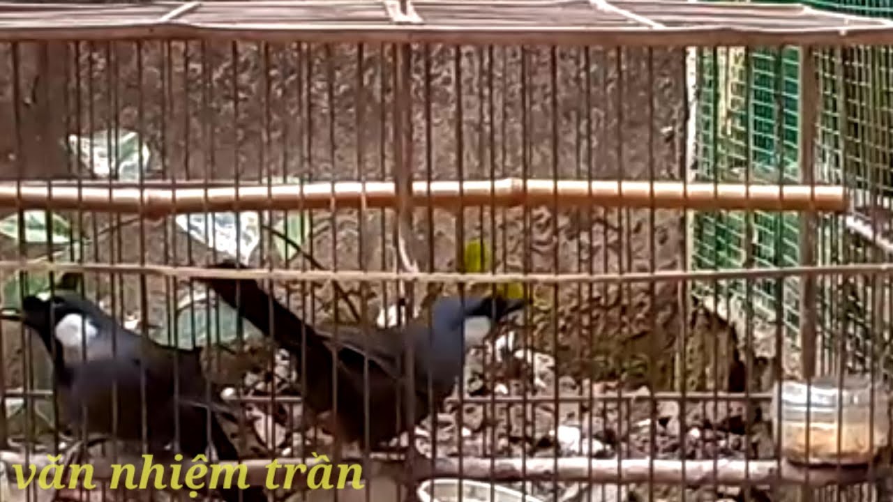 ghép đôi khướu siêu tốc đơn giản và hiệu quả nhất
