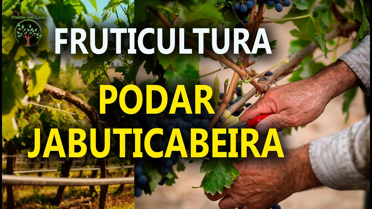 Poda e Manejo da Jabuticabeira completo com Sergio Semerdjian