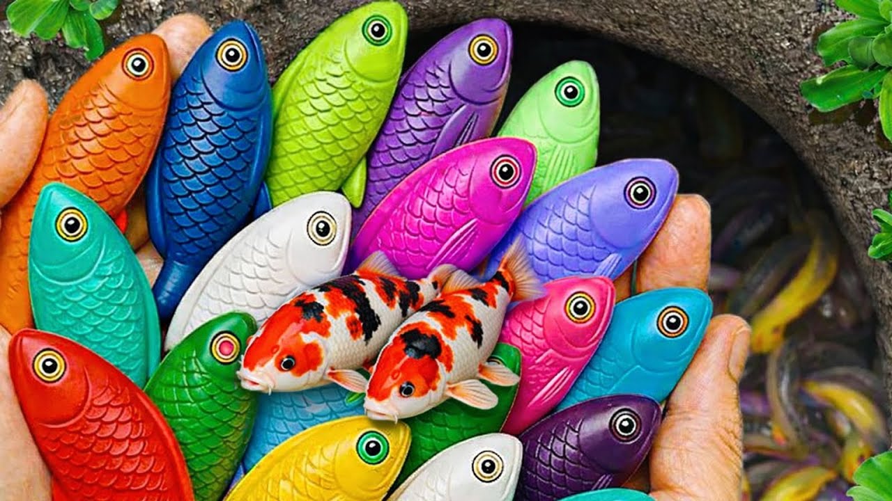 Catching Dozens of Vibrant Aquarium Fish – So Satisfying to Watch