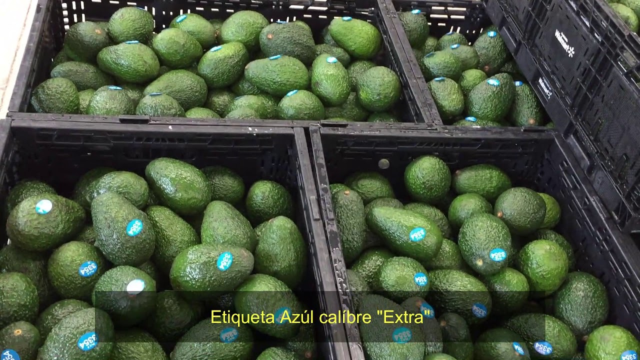 Proceso de empaque de Aguacate
