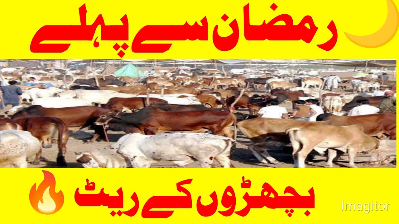 TODAY Qureshi mor BACHRA MANDI LATEST PRICE UPDATE, Sahiwal Cholistani Calves For Qurbani 2026,