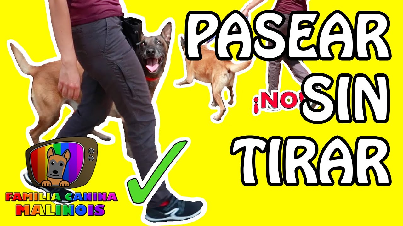 ENSEÑAR a un PERRO a PASEAR y NO TIRAR (JALAR) de la CORREA - Adiestramiento Canino en Obediencia