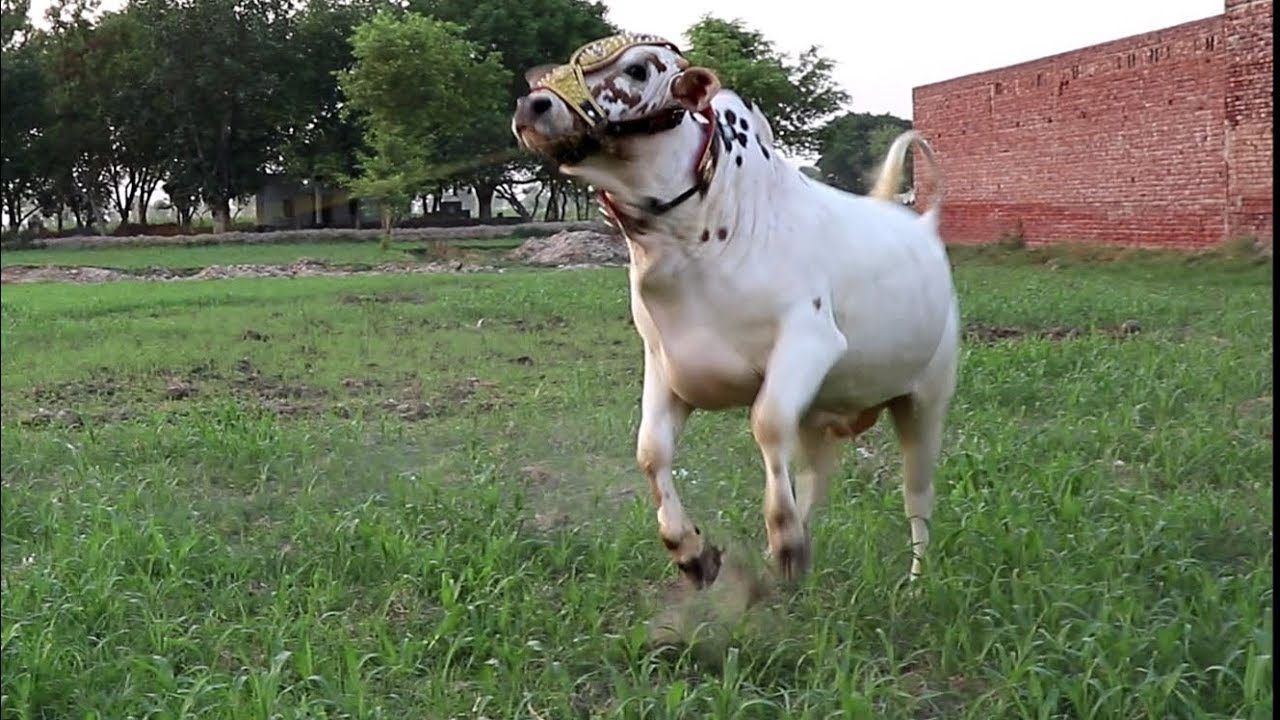 Mian Cattle Farm Sheikhupura Heavy Nukra Bulls - Trailer - Bakra Mandi Pakistan