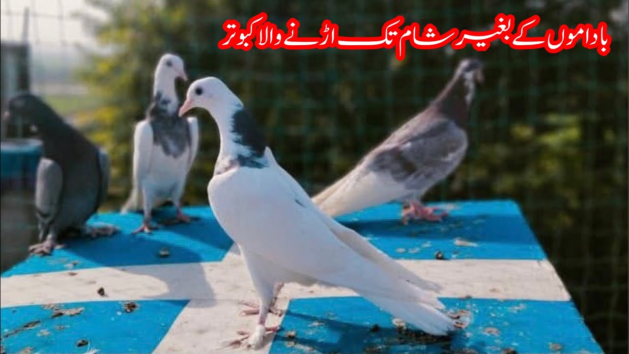 Badmon K Baghir Sham Tak Udey Wala Kabootar || Afzaal Pigeons