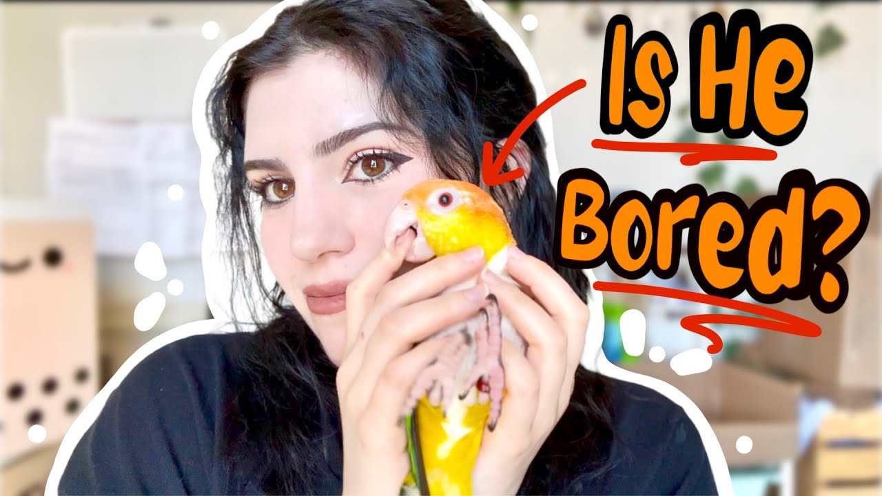 6 Ways To Keep A Caique Parrot Entertained 