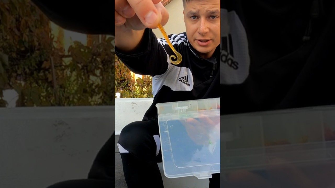 Doskonała przynęta do bocznego troka na leniwe okonie| Fish Bay Lures