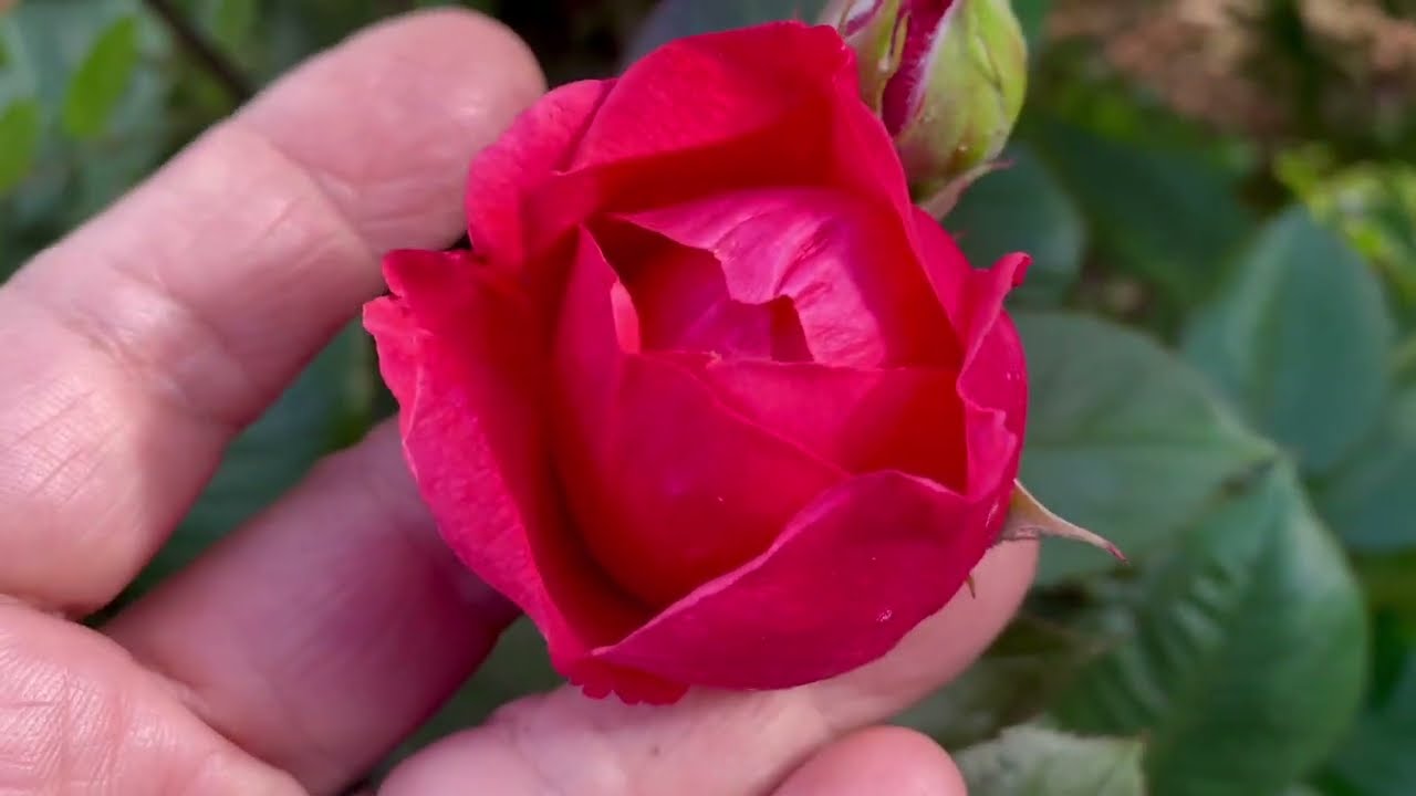 Kordes Parfuma and David Austin roses tour
