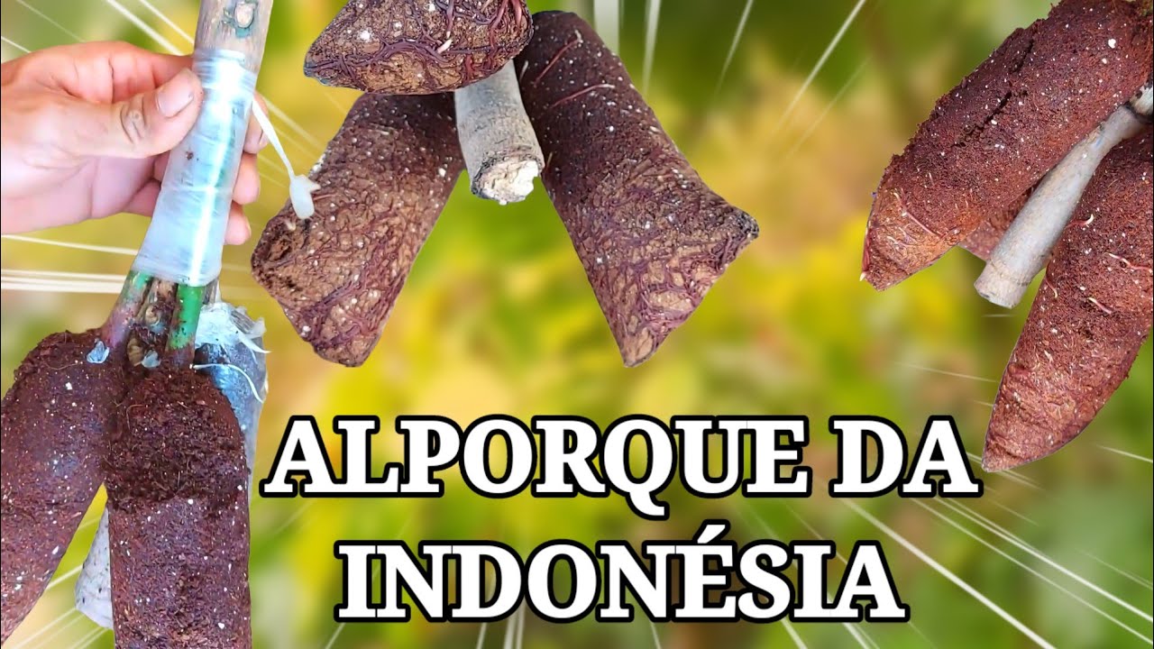 MAIS CHANCE DE &Ecirc;XITO, COM ESSE TIPO DE ALPORQUIA | Alporquia na Indon&eacute;sia 
