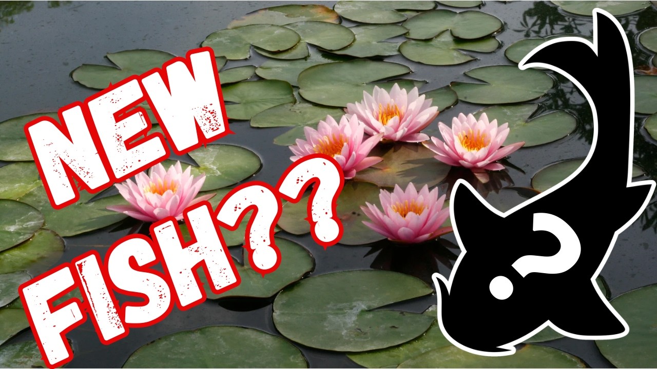 Surprising my dad with a JAPANESE KOI fish he’s always wanted!
