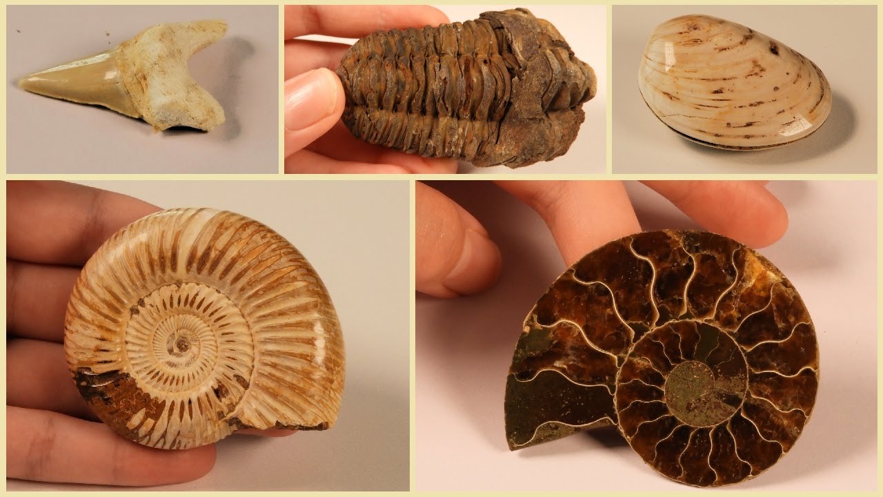 ZKAMENĚLINY (FOSILIE) 🦖/ jak vznikly / geologická období Země /trilobit, amonit, korál, mlži a další