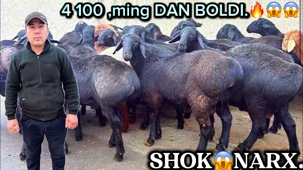 😱 4,100 ming DAN QIRGIZISTON QOCHQOR LARI NARXLAR ARZON BOLDI.🔥😱😱