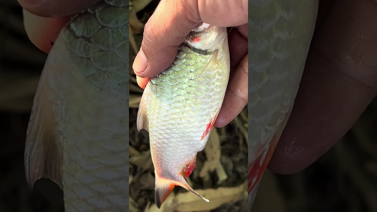 Mùng 4 khai cần đầu năm.. #xuhướng  #fishing 