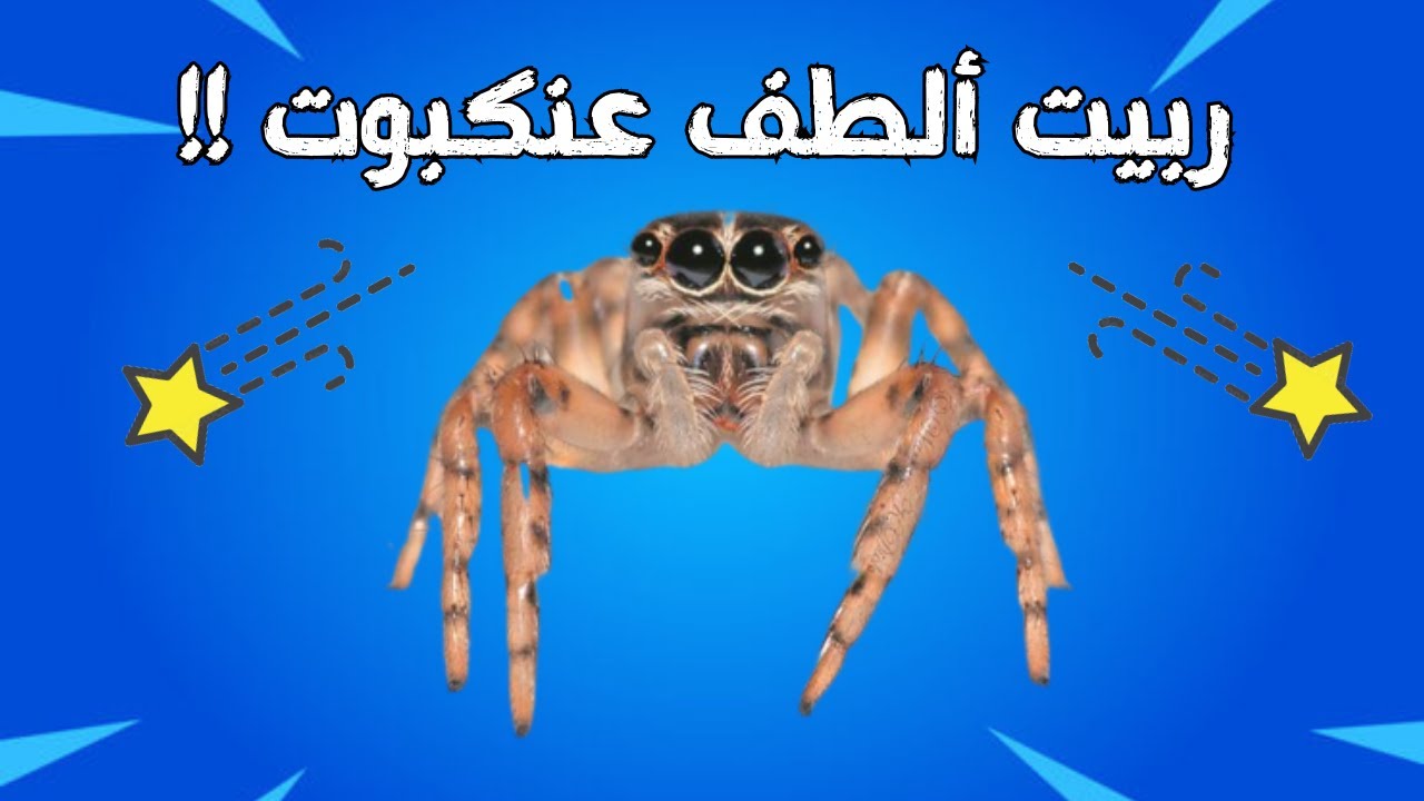 ربيت ألطف عنكبوت #17